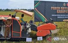 Kabupaten Buru Maluku Proyeksikan Surplus Beras 14.545 Ton pada 2025, Perkuat Ketahanan Pangan