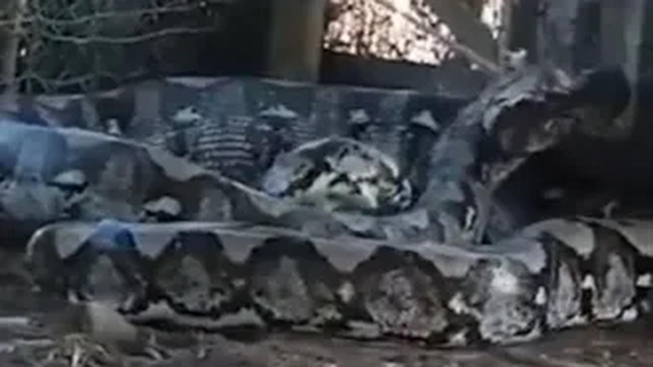 Ular tersebut tampak berusaha keras melepaskan jeratan tali di kepalanya.