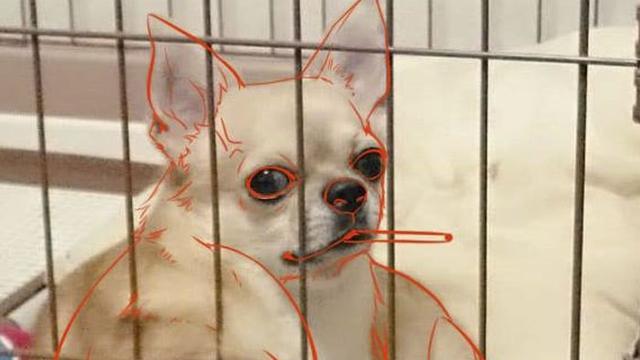 6 Ilusi Optik Anjing Ini Menipu Mata, Butuh Ketelitian