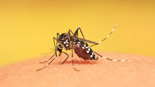 Ciri-Ciri Virus Zika