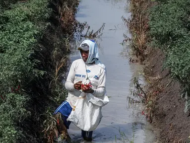 Petani memetik hasil panen cabai di Brebes, Jawa Tengah, Minggu (2/7). Produksi cabai merah besar di Brebes turun sekitar 70 persen lantaran cuaca buruk yang terjadi beberapa hari terakhir ini. (Liputan6.com/Faizal Fanani)