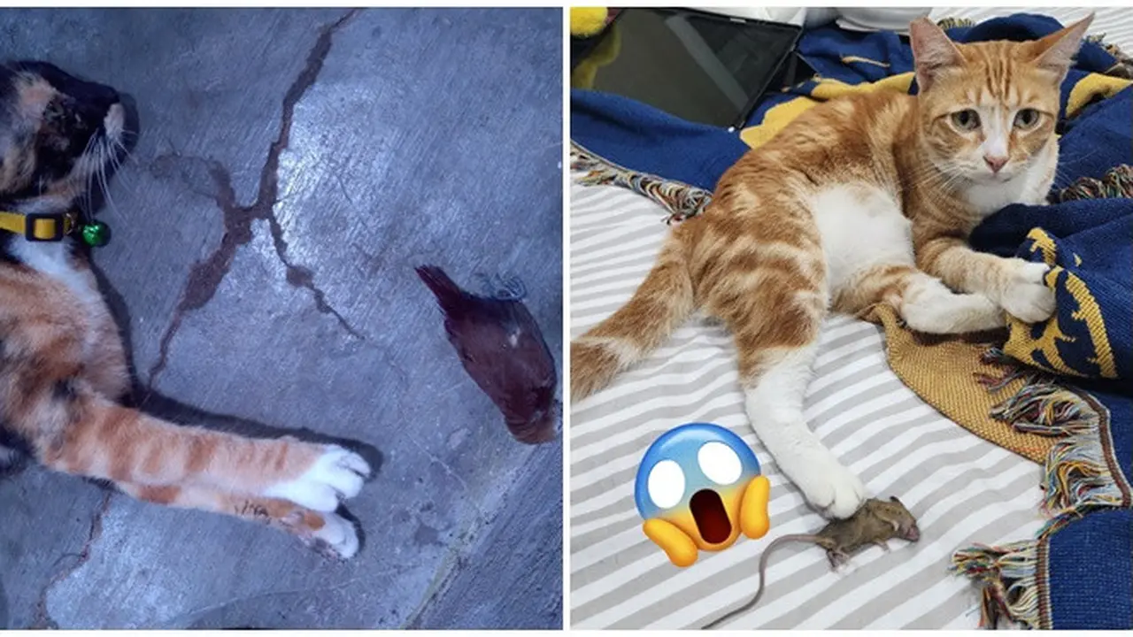 6 Potret Kucing Bawa 'Hadiah' ke Rumah Ini Bikin Geleng Kepala, Tingkahnya Bar-Bar
