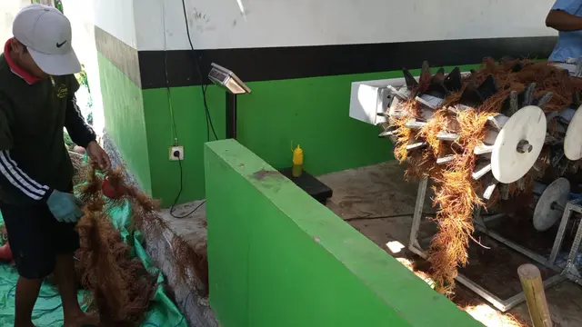 Petani rumput laut di Desa Ekas Buana, Kecamatan Jerowaru, Lombok Timur, sedang mengikat bibit rumput laut dengan menggunakan mesin. (Liputan6.com/Aries Setiawan)
