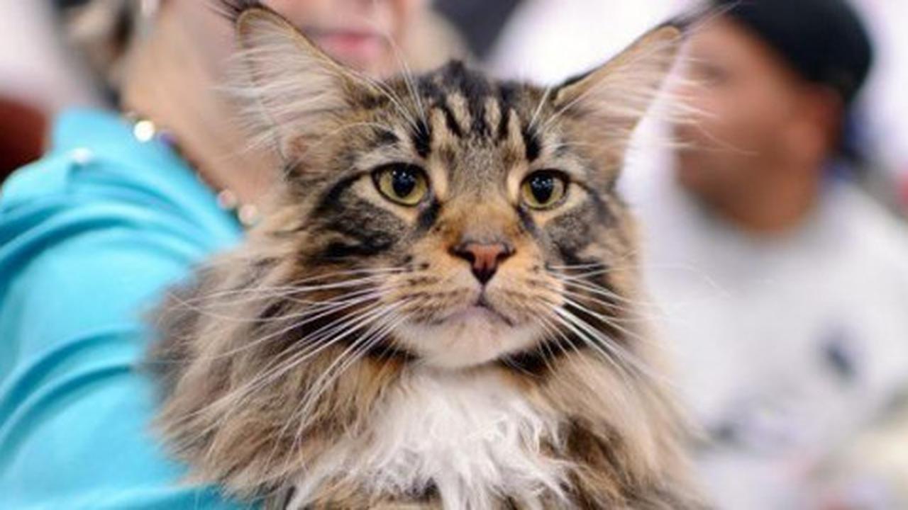 Maine Coon