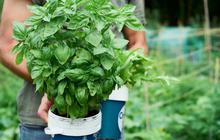 Cara Menanam Kemangi Sendiri di Rumah untuk Stok Bumbu Segar, Cepat Panen dan Anti Ribet