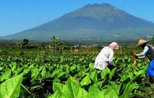 Jerit Petani Tembakau Soal Wacana Aturan Kemasan Rokok Polos Tanpa Merek