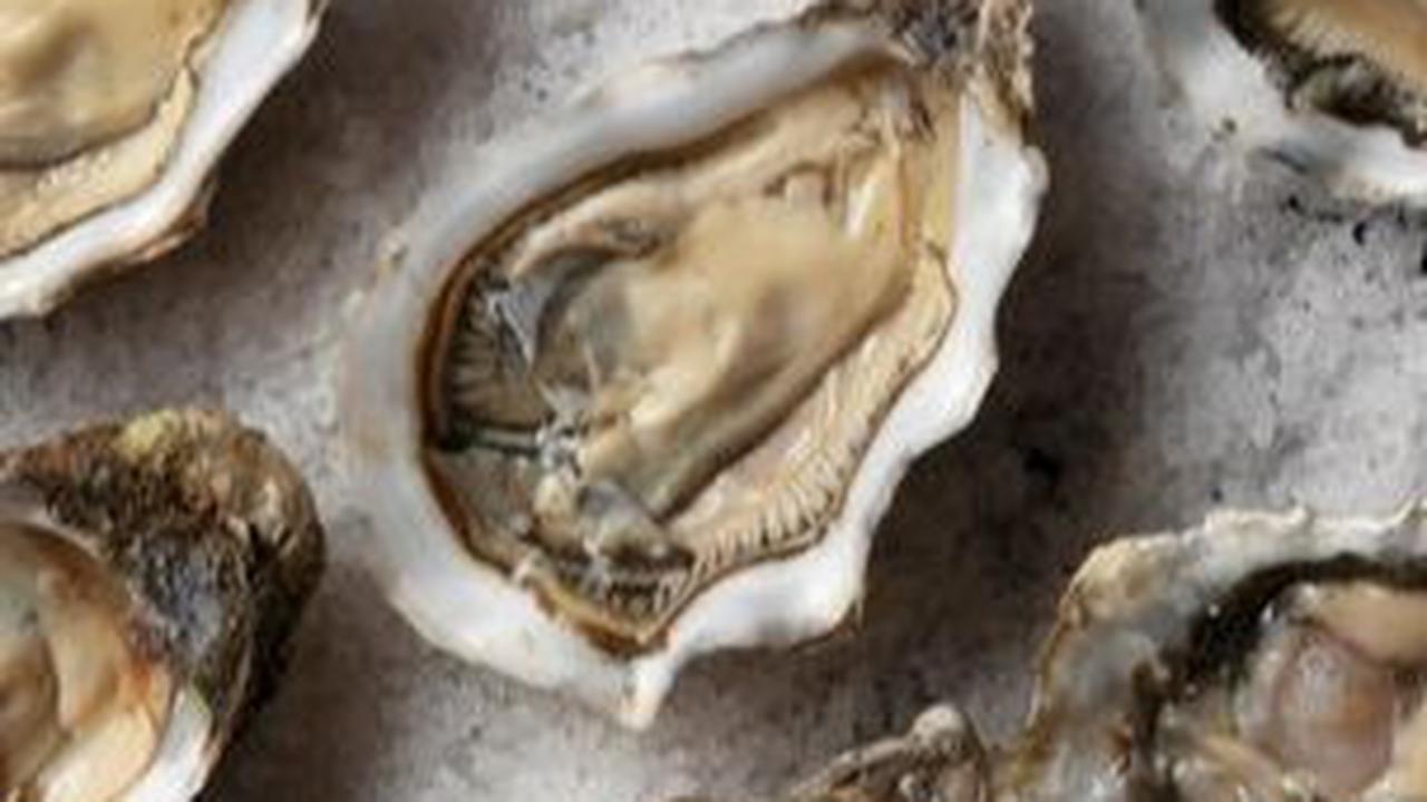 7. Kerang (Tiram)