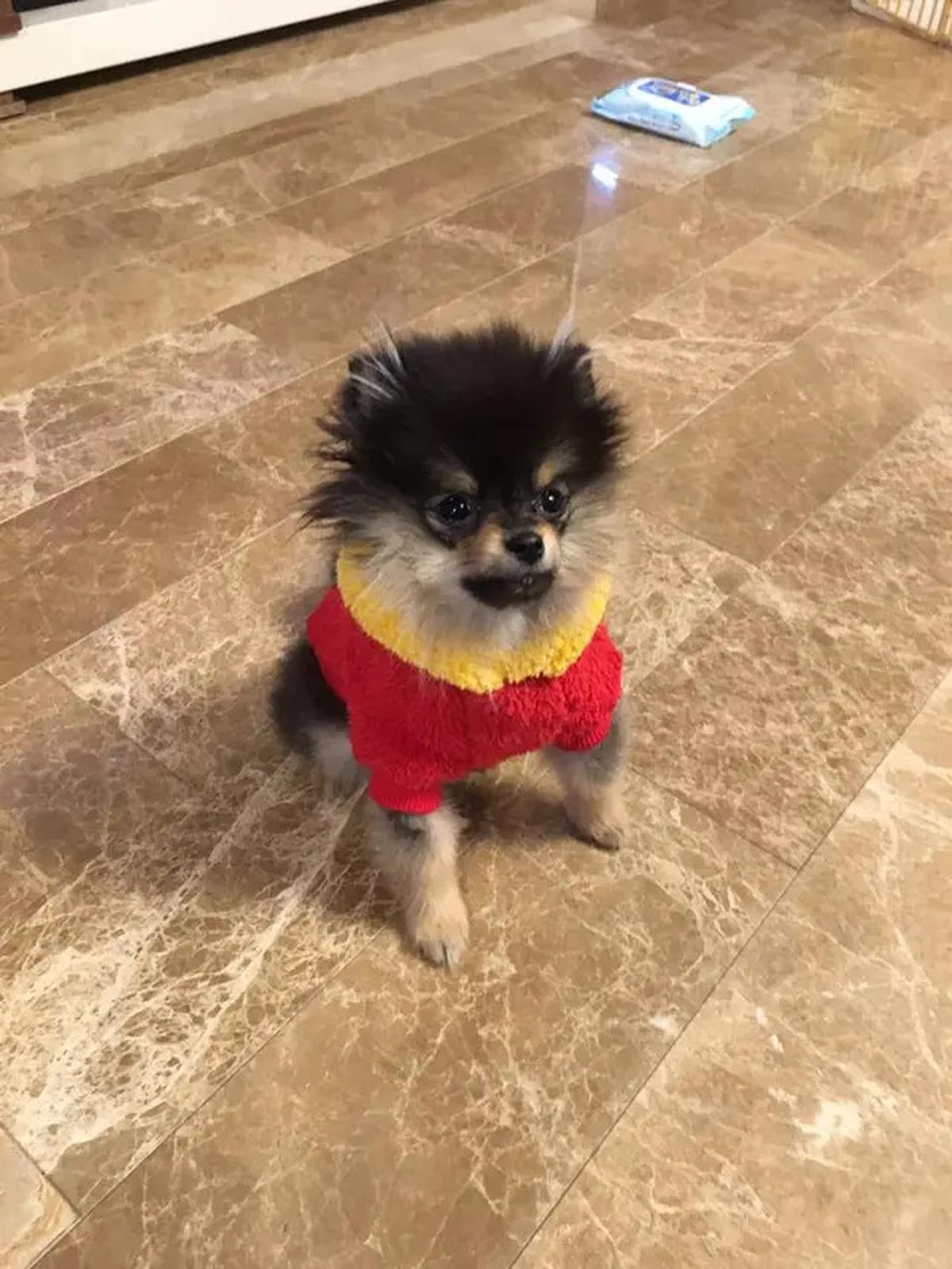6 Potret Kenangan Yeontan dengan V BTS, Saat Diadopsi hingga Tampil dalam Teaser Lagu di Pengujung Usianya