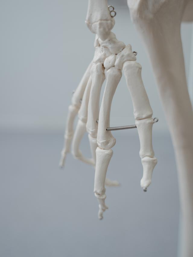 Fungsi Tulang Telapak Tangan