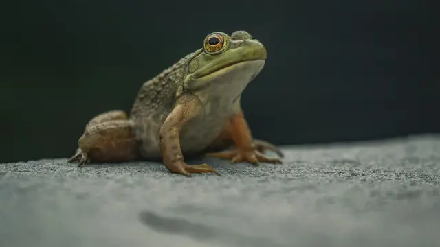Frog