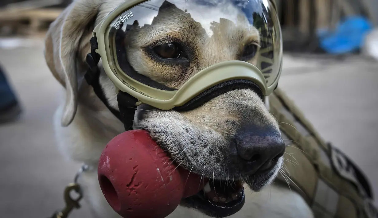 Frida, seekor anjing penyelamat milik Angkatan Laut Meksiko beristirahat saat mencari korban yang tertimbun reruntuhan bangunan pasca-gempa 7,1 Skala Ritcher (SR) yang menghantam Meksiko di sekolah Rebsamen di Mexico City (22/9). (AFP Photo/Omar Torres)