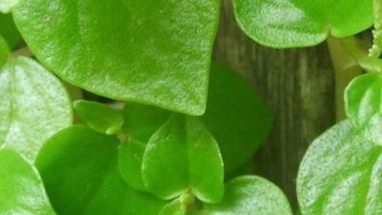 10 Manfaat Daun Suruhan untuk Kesehatan, Bantu Atasi Sakit Kepala hingga Gangguan Pencernaan