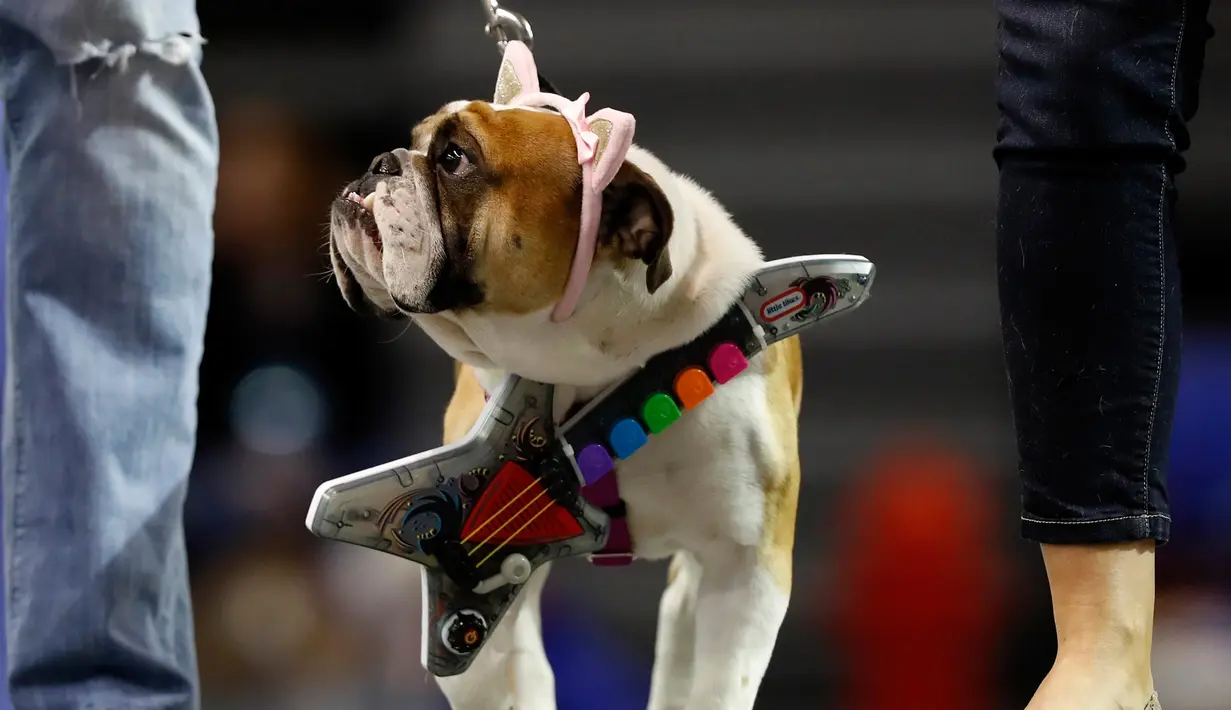 Bulldog bernama Josie berjalan diatas panggung dengan mengalungi gitar mainan saat mengikuti kontes Drake Relays Beautiful Bulldog ke-38 di Des Moines, Iowa (23/4). (AP Photo / Charlie Neibergall)