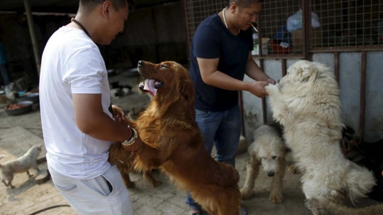 Wanita ini rela habiskan jutaan uang demi selamatkan ribuan anjing