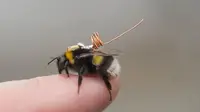 Lebah dengan alat pelacak (mirror.co.uk)