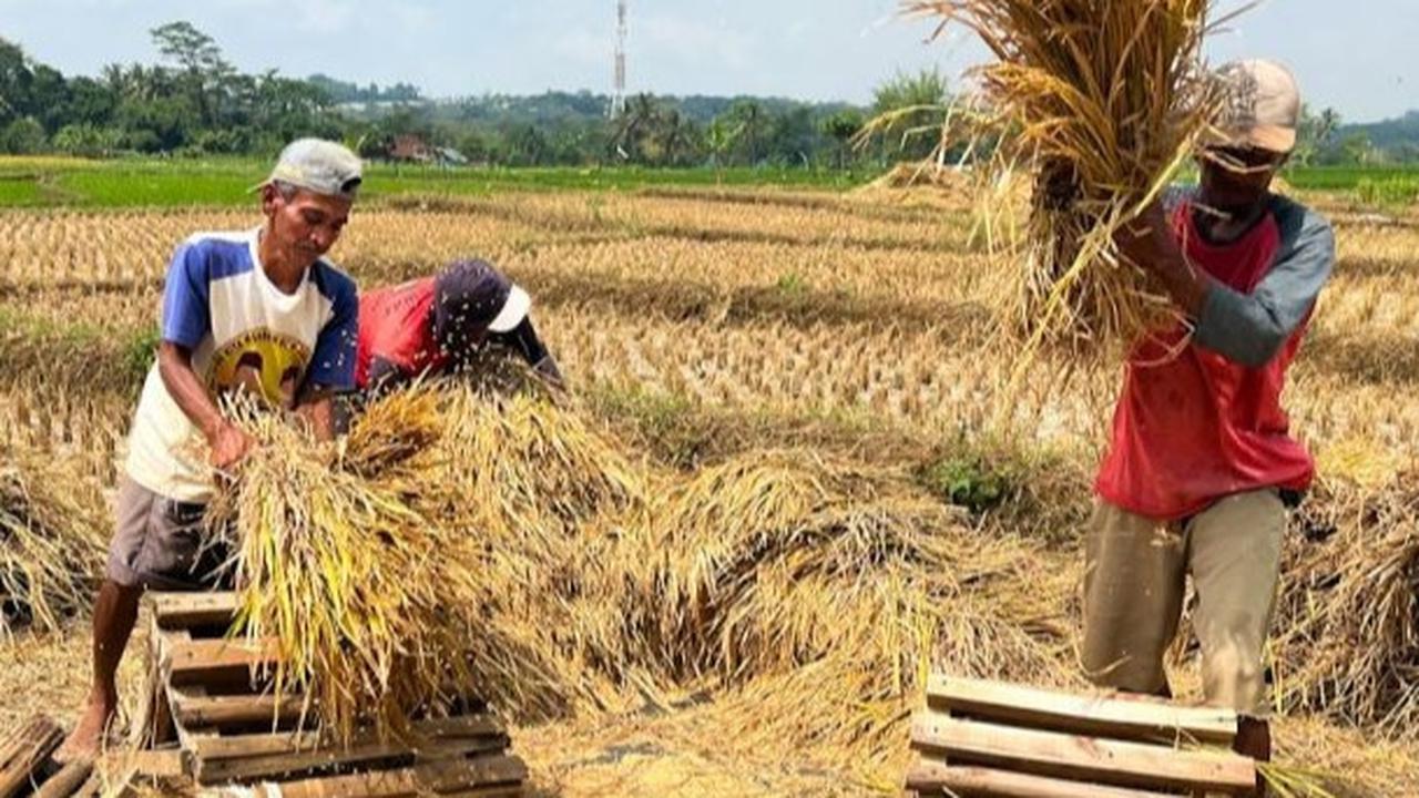 Trivia: Kebijakan 'Any Quality' Bulog Uji Kualitas Beras Nasional, Ini Tantangan dan Solusinya
