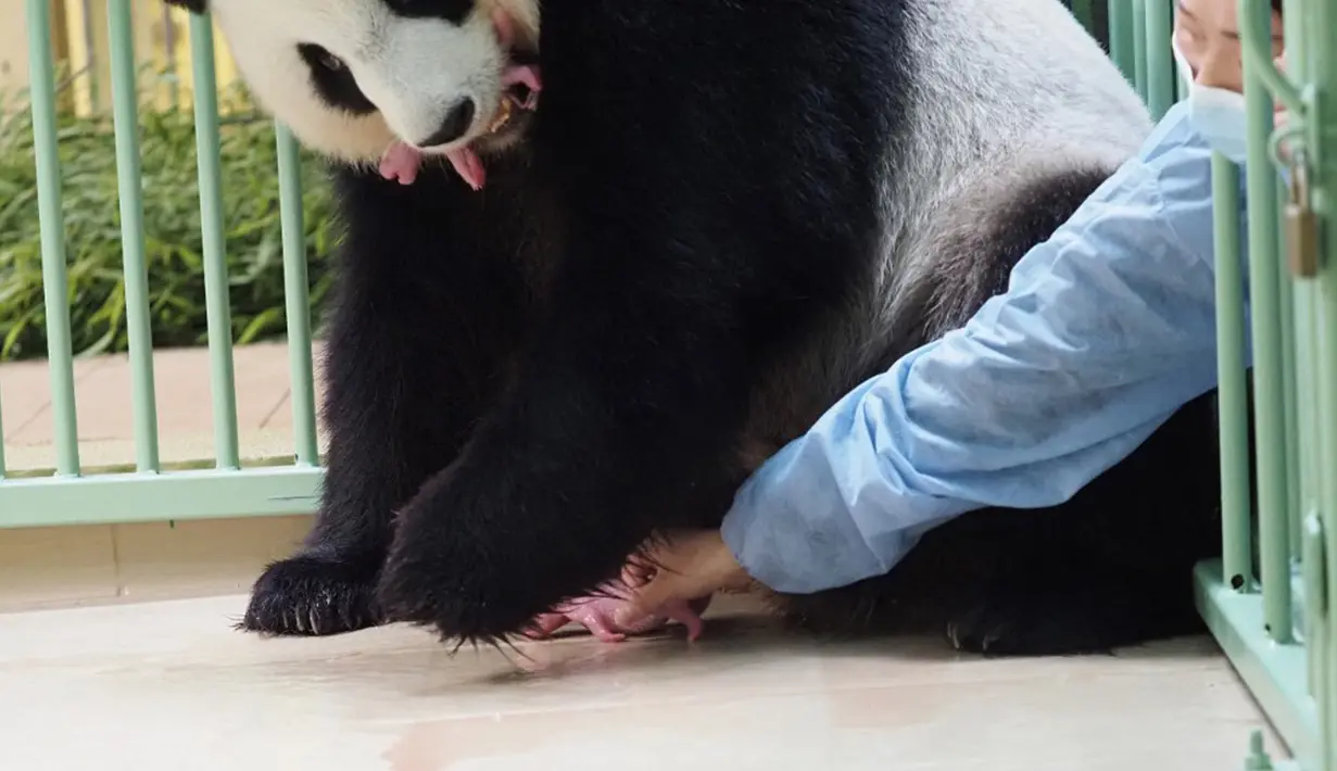 Seorang penjaga China mengambil anak pertama dari panda raksasa Huan Huan yang mengawasi sambil menggigit anak kedua di mulutnya setelah dia melahirkan di Beauval, ZooSaint-Aignan-sur-Cher, Prancis, 1 Agustus 2021. Huan Huan melahirkan dua anak kembar dalam keadaan sehat. (Guillaume SOUVANT/AFP)