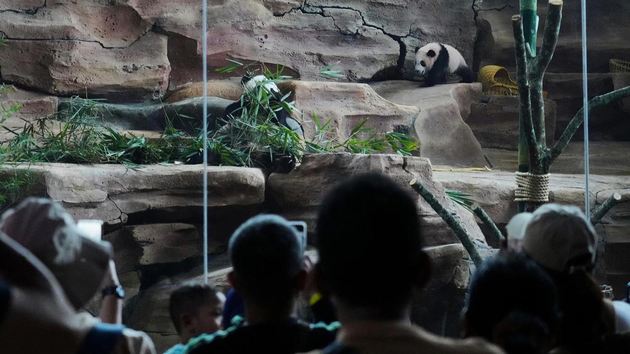 FOTO: Tingkah Lucu Rio Panda Raksasa Kelahiran Indonesia Curi Perhatian Pengunjung