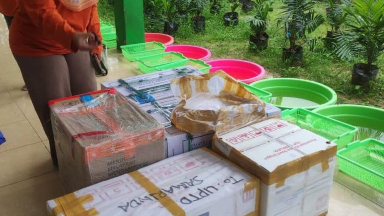 Kaltim Genjot Produksi 30.000 Benih Sawit Lokal, Siap Mandiri & Unggul!