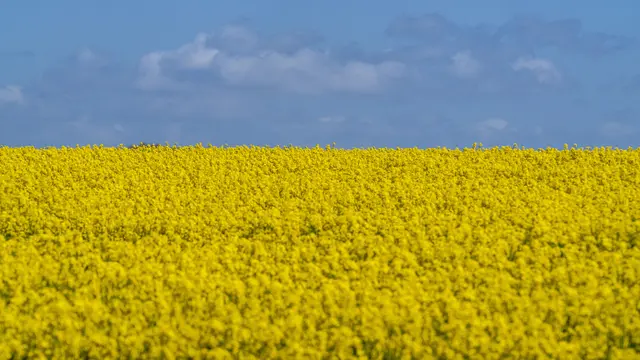 20220515-Panorama-Ladang-Bunga-Canola-di Bawah-Langit-Biru-Bak-Bendera-Ukraina-AFP-6