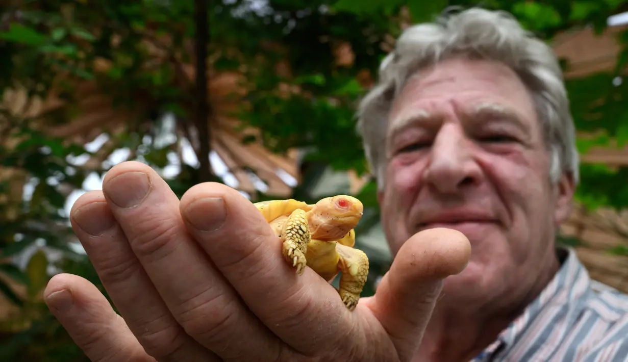 Pendiri dan Direktur Tropiquarium of Servion, Philippe Morel, menggendong bayi kura-kura raksasa Galapagos albino yang unik, lahir pada 1 Mei, di Swiss barat, pada 3 Juni 2022. Kondisi albino belum pernah diamati pada spesies kura-kura yang kulit dan cangkangnya biasanya berwarna hitam, baik di penangkaran maupun di alam liar. (FABRICE COFFRINI/AFP)
