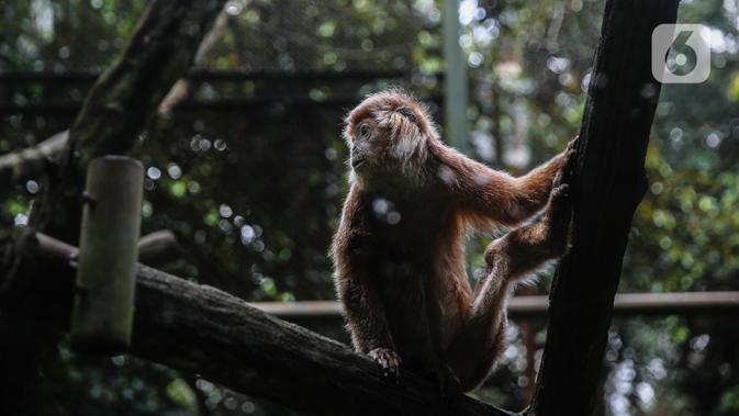 Primata beraktivitas dalam kandangnya di Taman Margasatwa Ragunan, Jakarta Selatan, Senin (20/4/2020). Satwa-satwa di Taman Margasatwa Ragunan terlihat lebih tenang sejak penutupan lokasi mulai 14 Maret untuk mencegah penyebaran virus corona COVID-19. (Liputan6.com/Faizal Fanani)