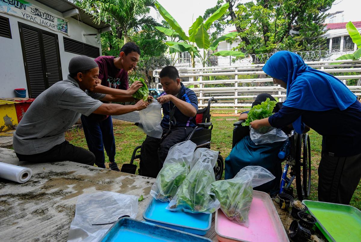 Murid difabel panen selada air di kebun hidroponik YPAC