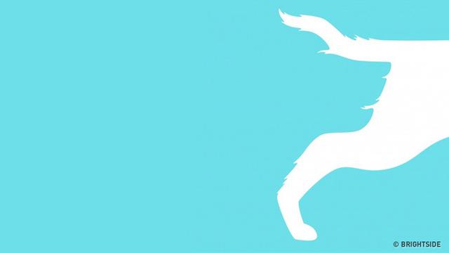 Hewan Pertama yang Kamu Lihat pada Gambar Ini Ungkap Karaktermu