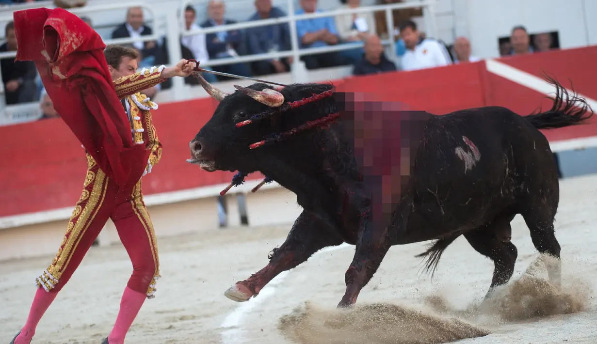Matador Spanyol, Roman berusaha menusukkan pedang ke banteng saat The Easter Feria di Arles, Perancis, Senin (18/4). The Easter Feria adalah awal dari musim adu banteng di Perancis. (AFP PHOTO / BERTRAND LANGLOIS)