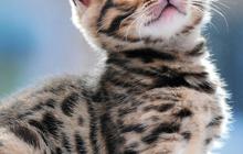 Mengenal Kucing Bengal: Karakteristik, Sifat, Cara Merawat, dan Kisaran Harganya