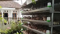9 Usaha Ternak Tanpa Perlu Ubah Struktur Rumah Subsidi, Cuan Maksimal di Lahan Sempit