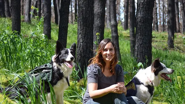 3 Anjing Border Collie Ini Pernah Jadi Pahlawan Hutan Chile, Sebarkan Benih Kehidupan Setelah Kebakaran Hebat