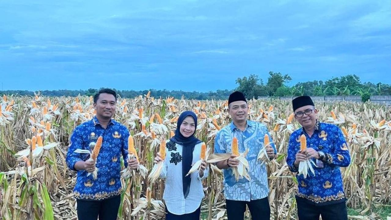 Wujudkan Swasembada Pangan, Pemkab Serang Panen 18 Ton Jagung Hibrida