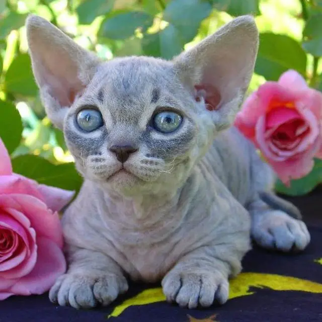 Kucing Minskin