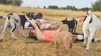 Di Sini Kamu Bisa Yoga Bersama Kambing-Kambing Lucu