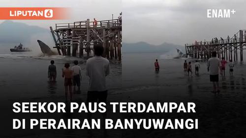 VIDEO: Nyaris Kena Jembatan, Seekor Paus Terdampar di Perairan Banyuwangi