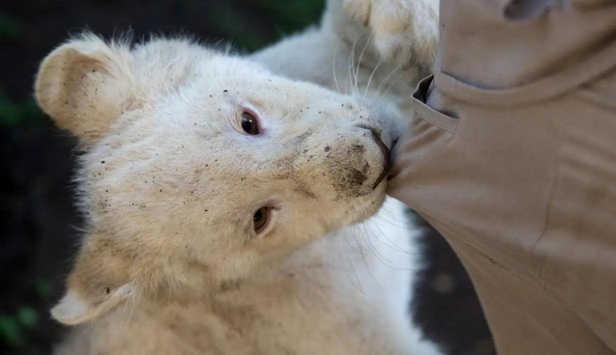 Anak singa putih berusia empat bulan menggigit celana dokter hewan Rodrigo Gutierrez Zecua saat bermain di kandang mereka di Kebun Binatang Altiplano di Tlaxcala, Meksiko, Selasa (7/8). (AP Photo/Rebecca Blackwell)
