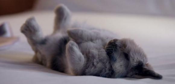 (c) en.rocketnews24.com