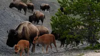 Bison di Yellowstone National Park, Wyoming pada 1 Juni 2011. (MARK RALSTON / AFP)