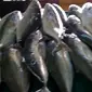 Ikan-ikan menjadi berharga mahal. Tongkol dan Tuna naik hingga dua kali lipat, namun tetap tak ada di pasaran. (foto: Liputan6.com / ajang nurdin)