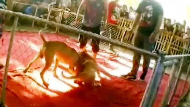 Judi Adu Anjing Pitbull Amerika di Bali Dibubarkan Polisi