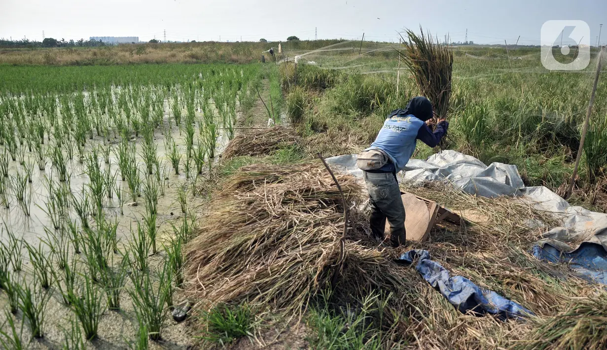 Sedangkan harga beras medium sebesar Rp 11.890 per kg, naik tipis dari Rp 11.870 per kg per akhir April. (merdeka.com/Iqbal S. Nugroho)