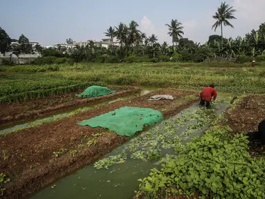 Warga memanen bayam di lahan kosong yang dimanfaatkan berkebun di kawasan Cengkareng, Jakarta Barat, Rabu (4/8/2021). Di tengah pandemi, warga di daerah tersebut bisa meraup keuntungan Rp 500 ribu sampai Rp 1 juta dalam sekali panen sayuran. (Liputan6.com/JohanTallo)