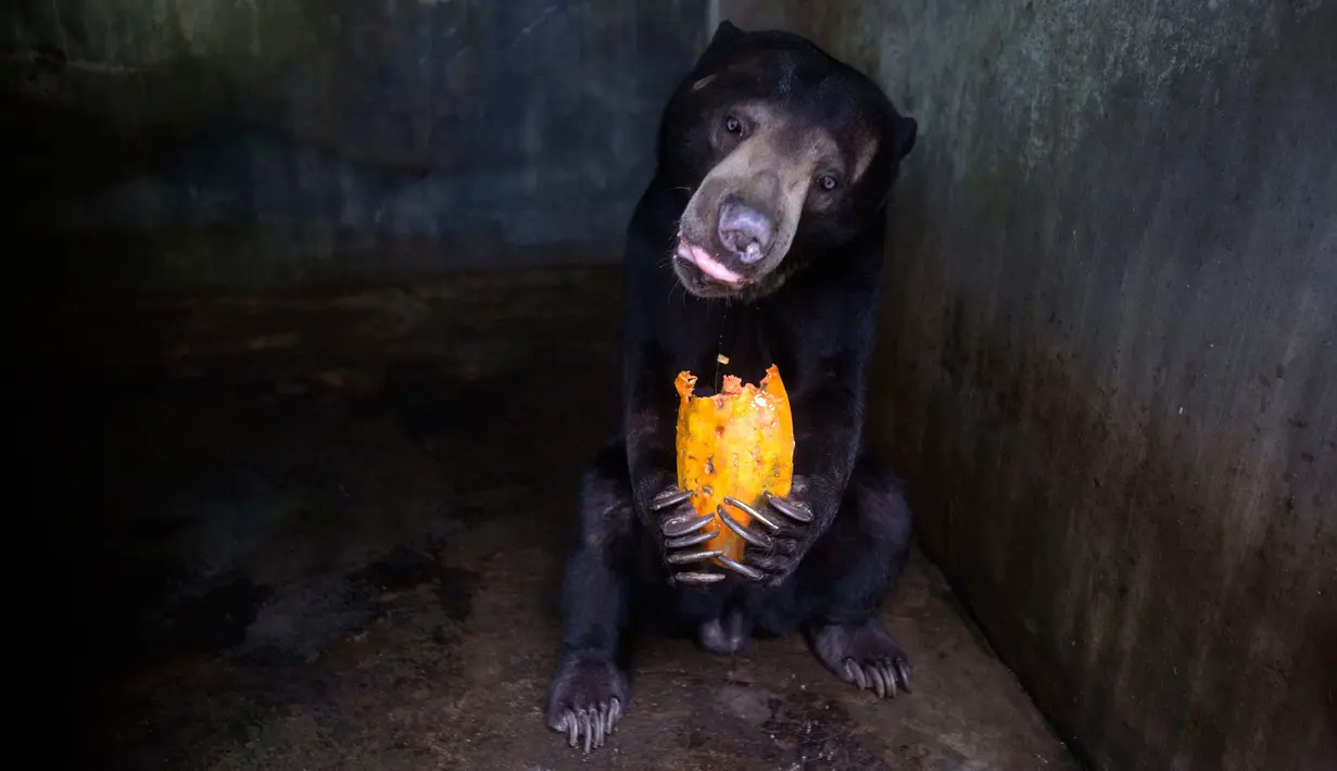 Seekor beruang memakan pepaya sumbangan di kandang Kebun Binatang Medan, Sumatera Utara pada 30 April 2020. Manajemen kebun binatang berusaha mencari sumbangan uang dan makanan untuk kebutuhan satwa setelah tidak adanya pemasukan semenjak ditutup terkait pandemi COVID-19. (AP/Binsar Bakkara)