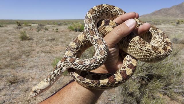 Gopher Snake: