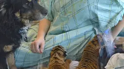 Petugas memeriksa keadaan anak harimau di Taman Botani dan Kebun Binatang Cincinnati, AS, Kamis (9/3).Pihak kebun binatang menjadikan seekor anjing untuk menjadi ibu asuh dari ketiga anak harimau yang ditolak ibu kandungnya. (Dawn Strasser / AP)