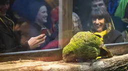 Burung Kakapo bernama Sirocco dipamerkan di cagar alam Orokonui Ecosanctuary di Dunedin, Selandia Baru, 12 September 2018. Kakapo memenangkan penghargaan Burung Selandia Baru Terbaik Tahun Ini untuk kali kedua. (Xinhua/Yang Liu)