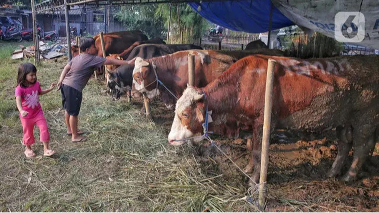 Jelang Idul Adha 1446 Hijriah, Penjualan Hewan Kurban Marak di Jakarta