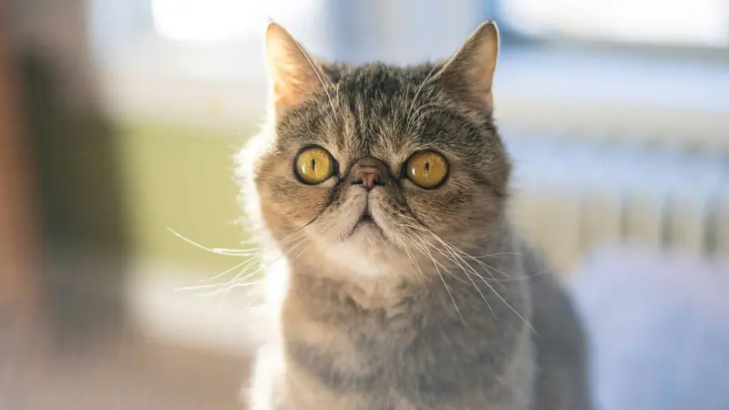 Cat Breeds With Smooshed Faces: Adorable & Unique Choices