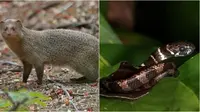 5 Hewan Ini Punya Selera Makan Unik di Alam, Ada Luwak Pemakan Ular Kobra